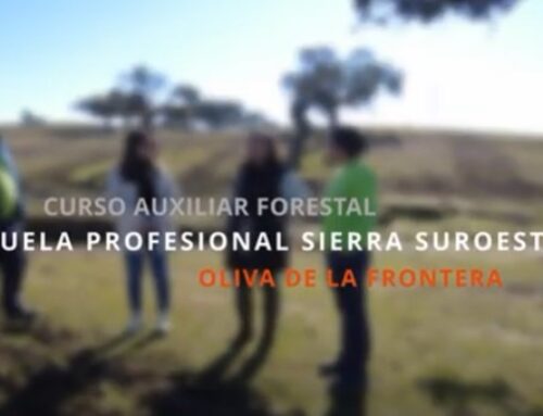 Trabajos de repoblación forestal realizados por el alumnado de la especialidad de Auxiliar Forestal de la Escuela Profesional Dual Sierra Suroeste X